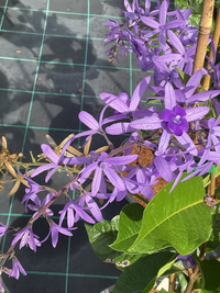 Purple Wreath 'Purple Passion' (Petrea) - Ladybird Nursery