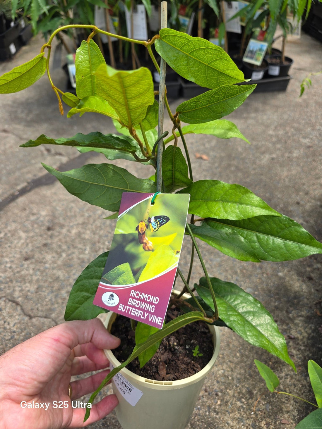 Richmond Birdwing Butterfly Vine (Pararistolochia praevenosa) - Ladybird Nursery