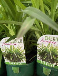 Dianella Emerald Fountain - Ladybird Nursery