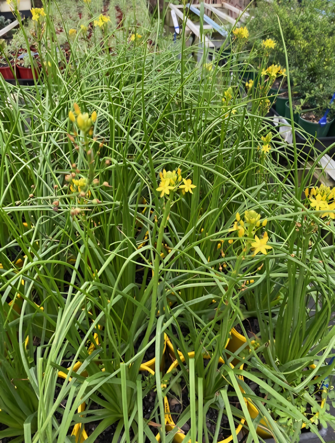 Native Leek (Bulbine bulbosa)