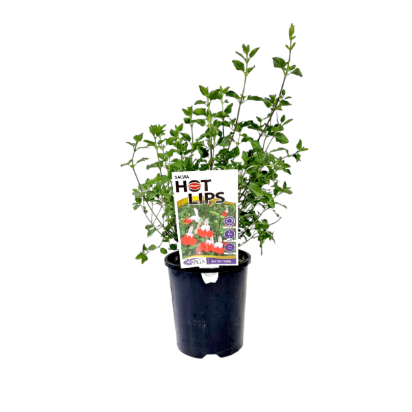 Salvia microphylla 'Hot Lips' - Ladybird Nursery