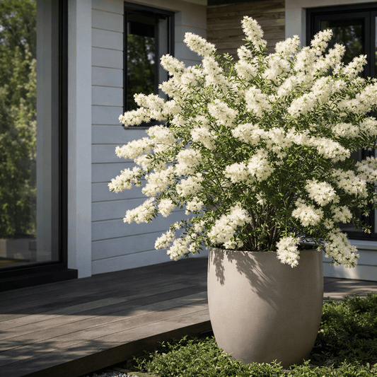 Dwarf Paperbark 'Snowstorm' (Melaleuca linariifolia) - Ladybird Nursery