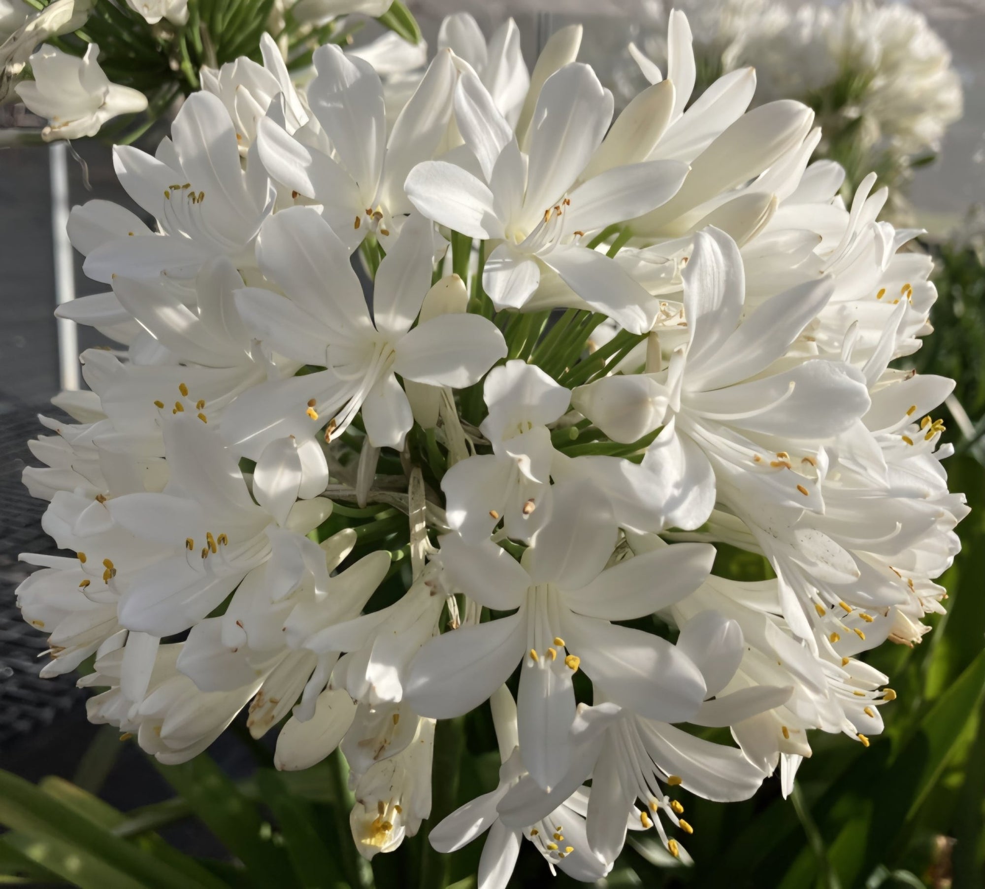Agapanthus 'River Garden White' - Ladybird Nursery