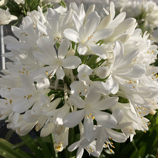Agapanthus 'River Garden White' - Ladybird Nursery