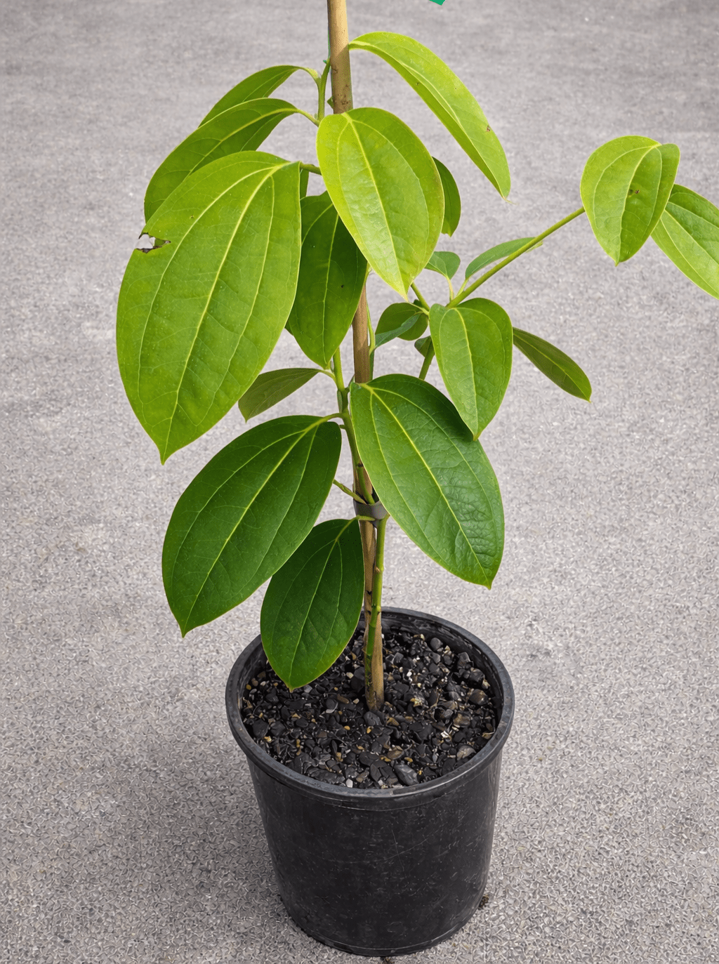 Cinnamon Tree (Cinnamomum verum) - Ladybird Nursery