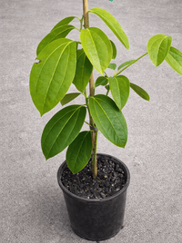 Cinnamon Tree (Cinnamomum verum) - Ladybird Nursery