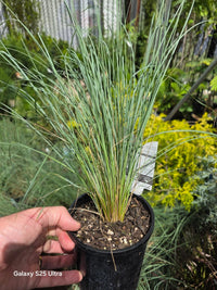 Kingsdale™ Native Tussock Grass - Ladybird Nursery