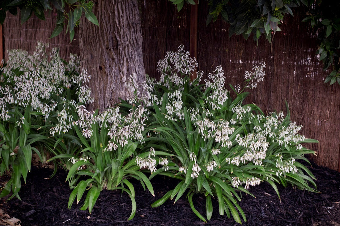 Arthropodium 'Te Puna'