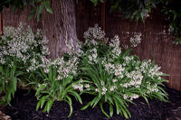 Arthropodium 'Te Puna'