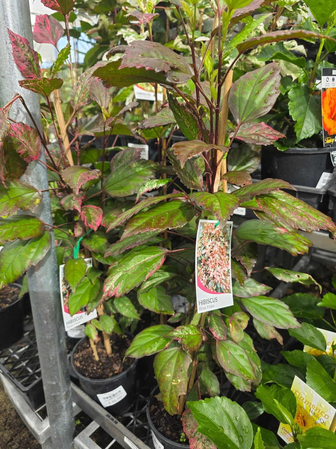 Hibiscus 'Rose Flake' - Ladybird Nursery