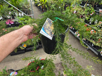 Grevillea Molonglo (Grevillea juniperina) - Ladybird Nursery