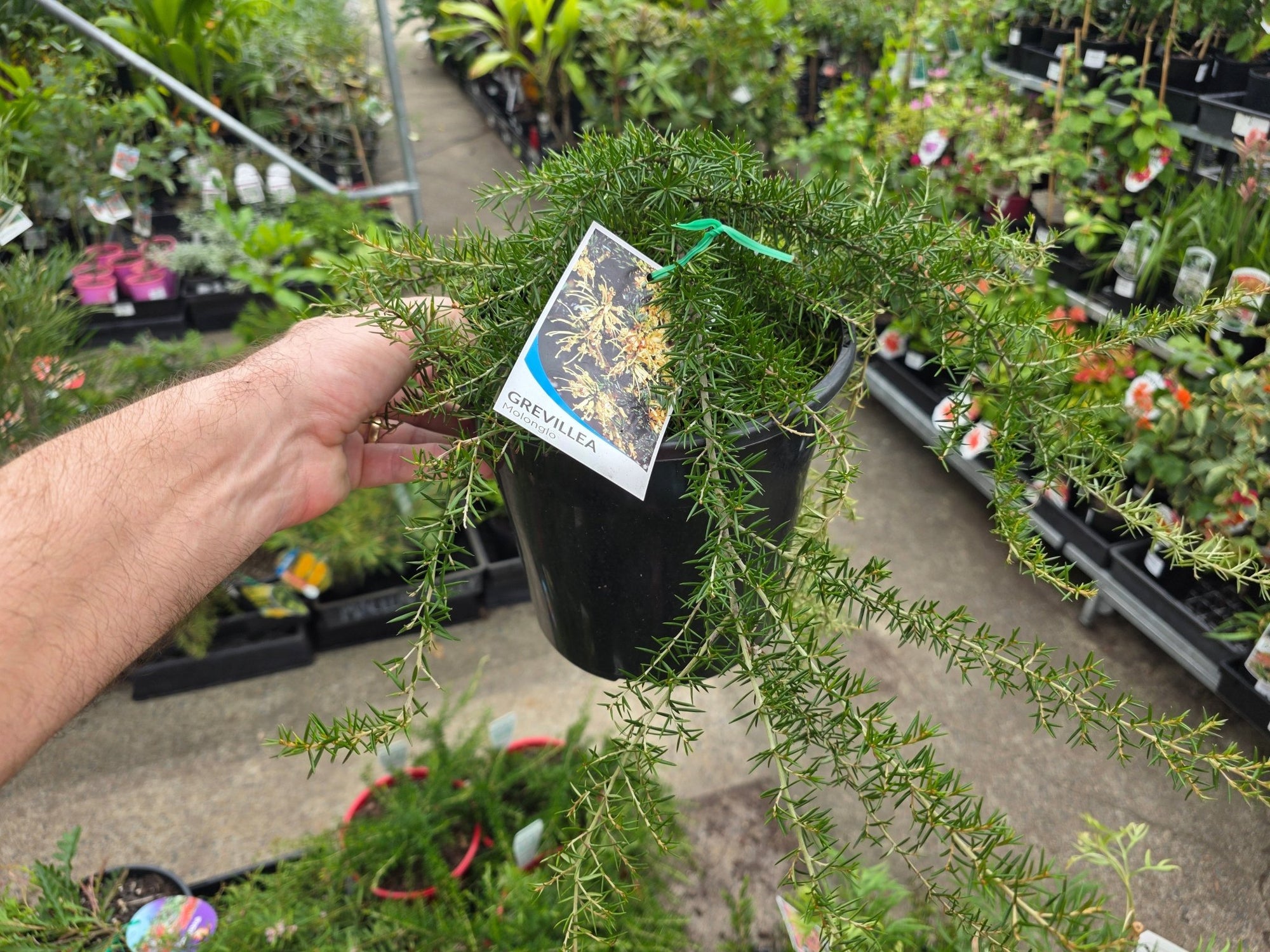 Grevillea Molonglo (Grevillea juniperina) - Ladybird Nursery