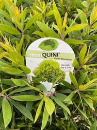 Dwarf Paperbark Mini quini (Melaleuca quinquenervia) - Ladybird Nursery