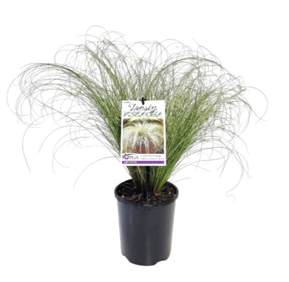 Carex 'Frosty Fountain'