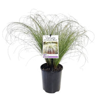 Carex 'Frosty Fountain'