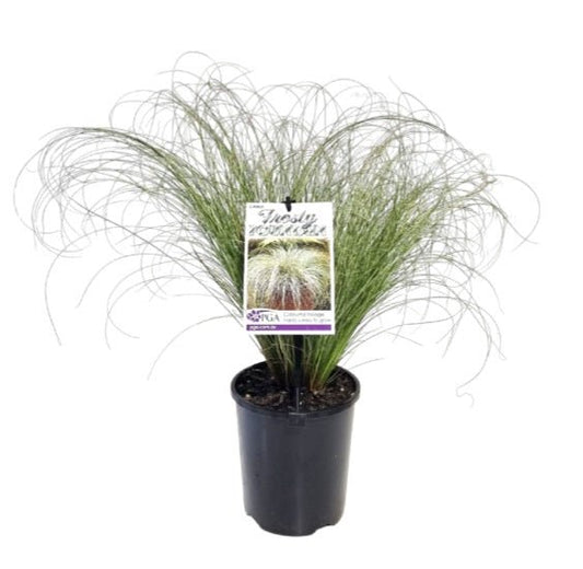 Carex 'Frosty Fountain' - Ladybird Nursery
