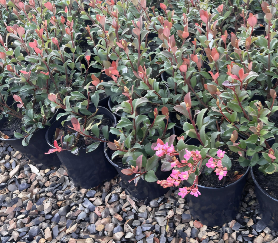 Rhaphiolepis 'Pink Punch' - Large