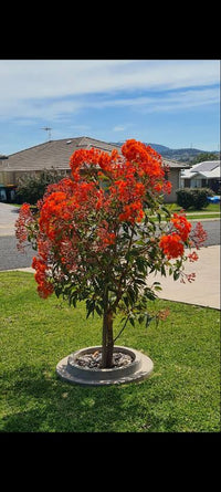 Dwarf Eucalyptus ‘Orange’ (Corymbia ficifolia) - Ladybird Nursery
