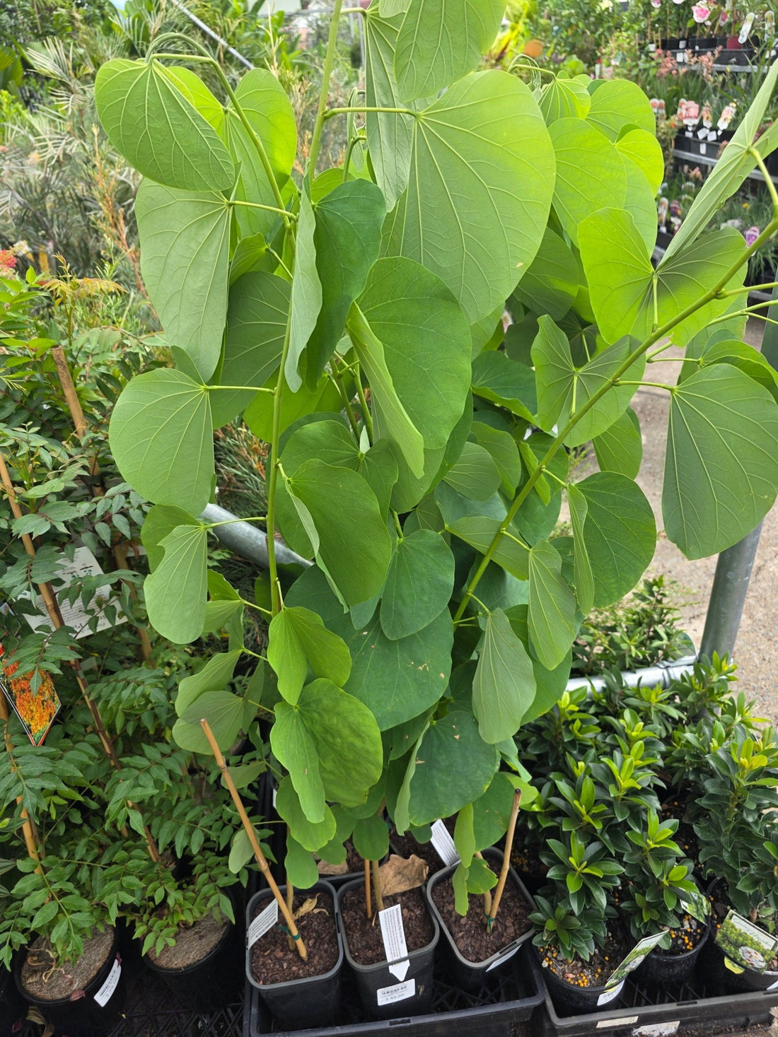 Pink Orchid Tree (Bauhinia monandra) - Ladybird Nursery