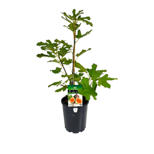 Black Genoa Fig - Medium - Ladybird Nursery
