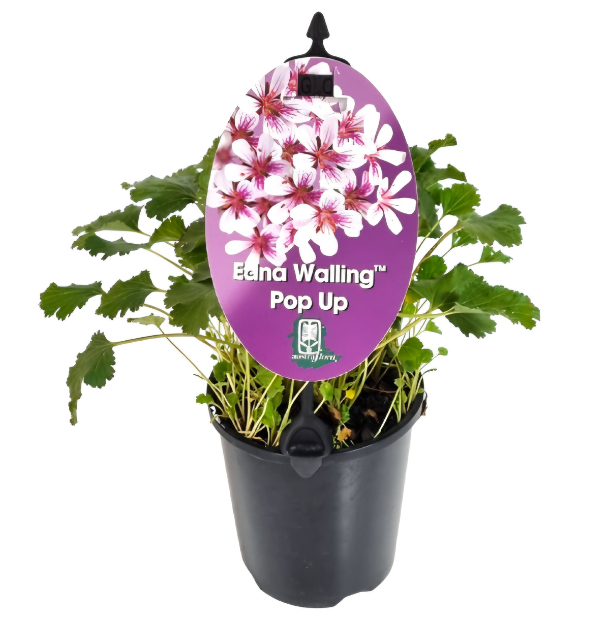 Pelargonium ‘Edna Walling Pop Up’ - Ladybird Nursery