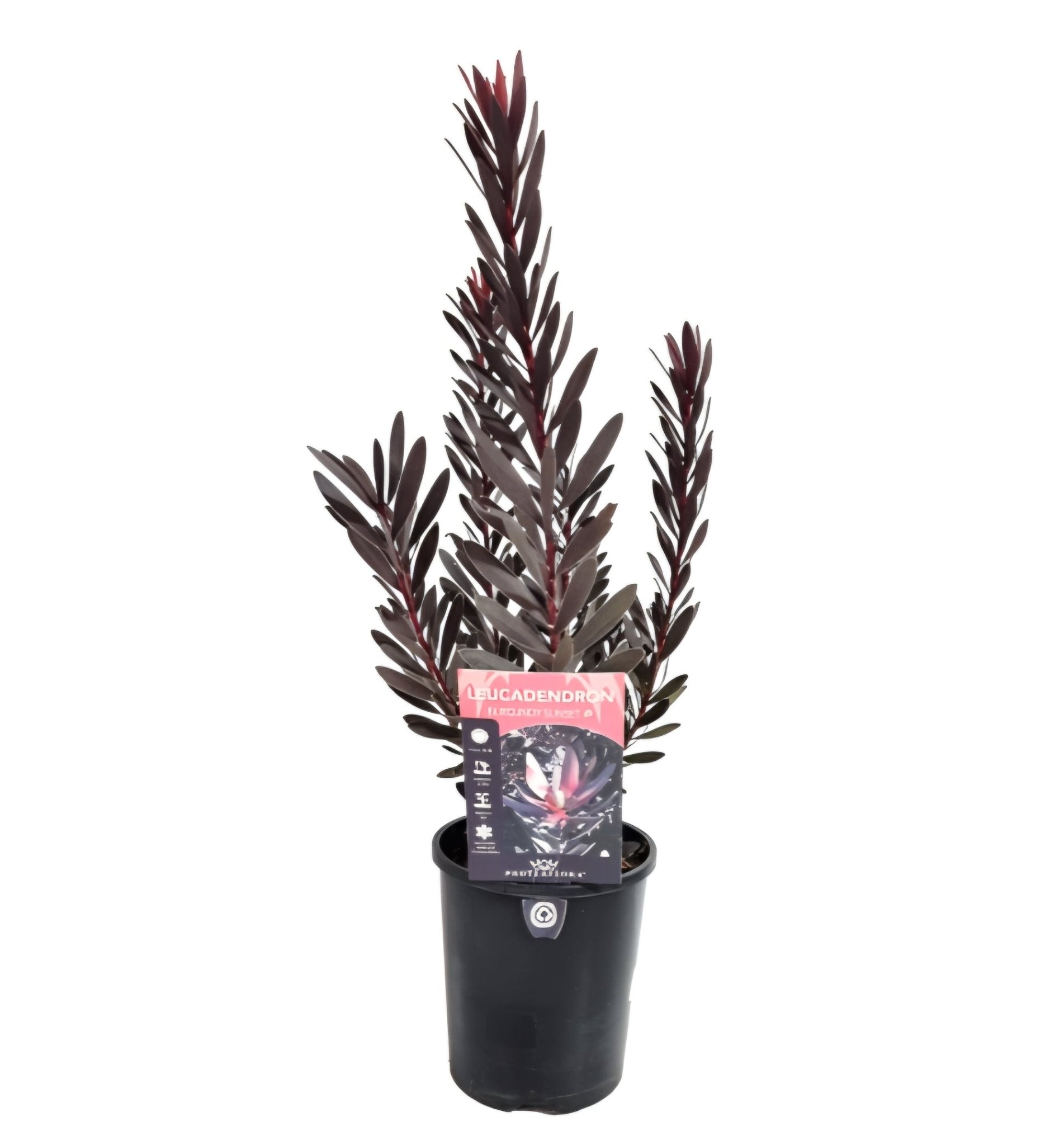 Leucadendron 'Burgundy Sunset' - Ladybird Nursery