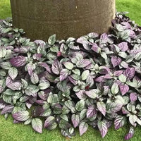 Purple Waffle Plant (Hemigraphis colorata) - Ladybird Nursery
