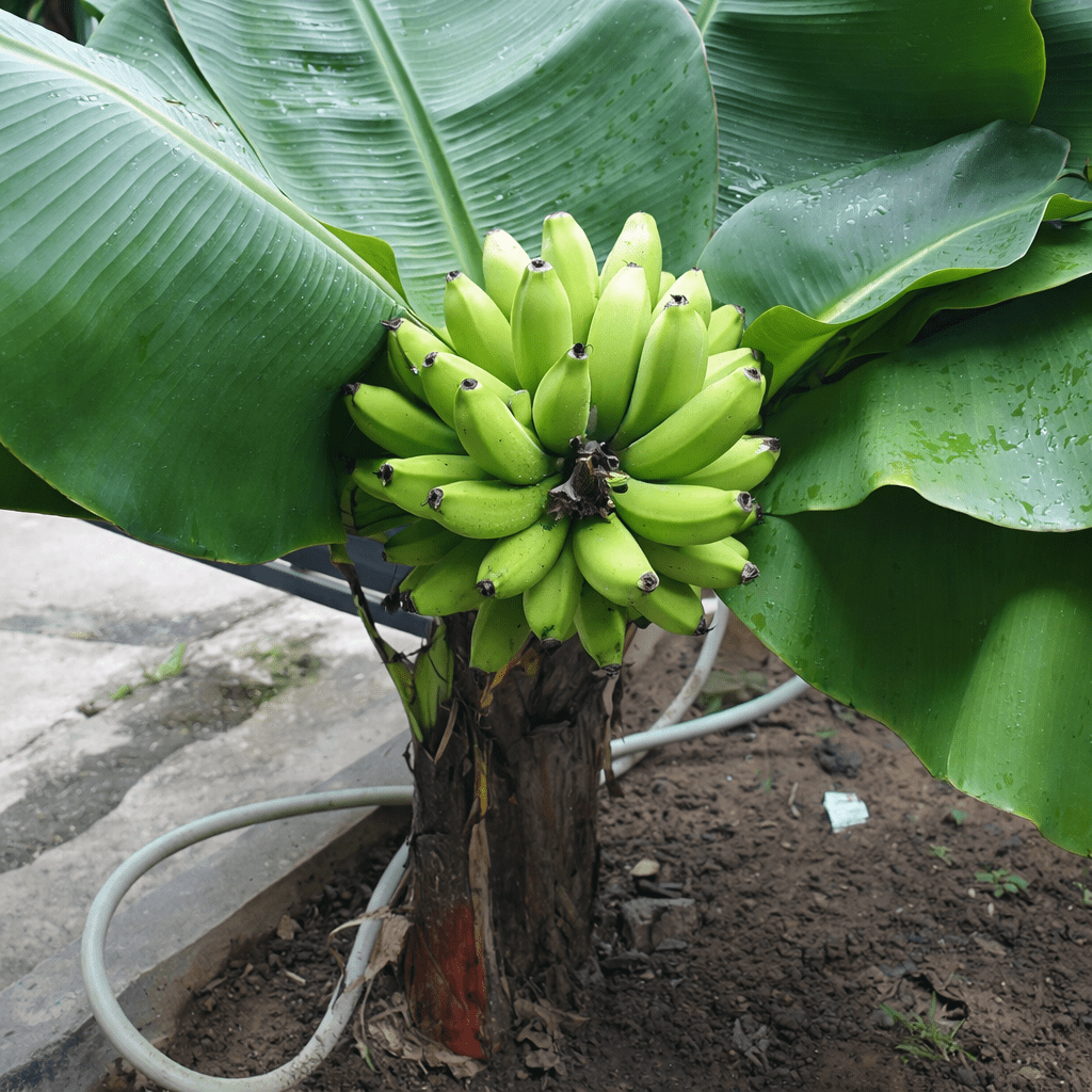 Super Dwarf Banana 'Cavendish' QLD ONLY - Ladybird Nursery