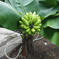 Super Dwarf Banana 'Cavendish' QLD ONLY - Ladybird Nursery