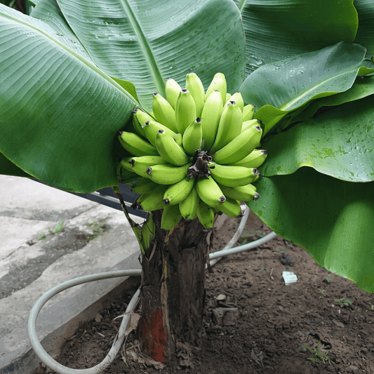 Super Dwarf Banana 'Cavendish' QLD ONLY - Ladybird Nursery
