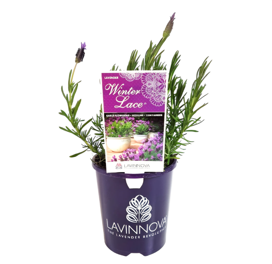 Lavender 'Winter Lace'