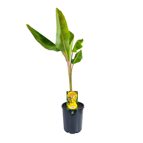 Banana 'Gold Finger' (QLD ONLY) - Ladybird Nursery