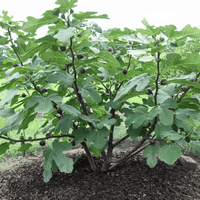 Dwarf Fig Sweet Temptation 200mm Pot - Ladybird Nursery