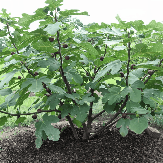 Dwarf Fig Sweet Temptation 200mm Pot - Ladybird Nursery