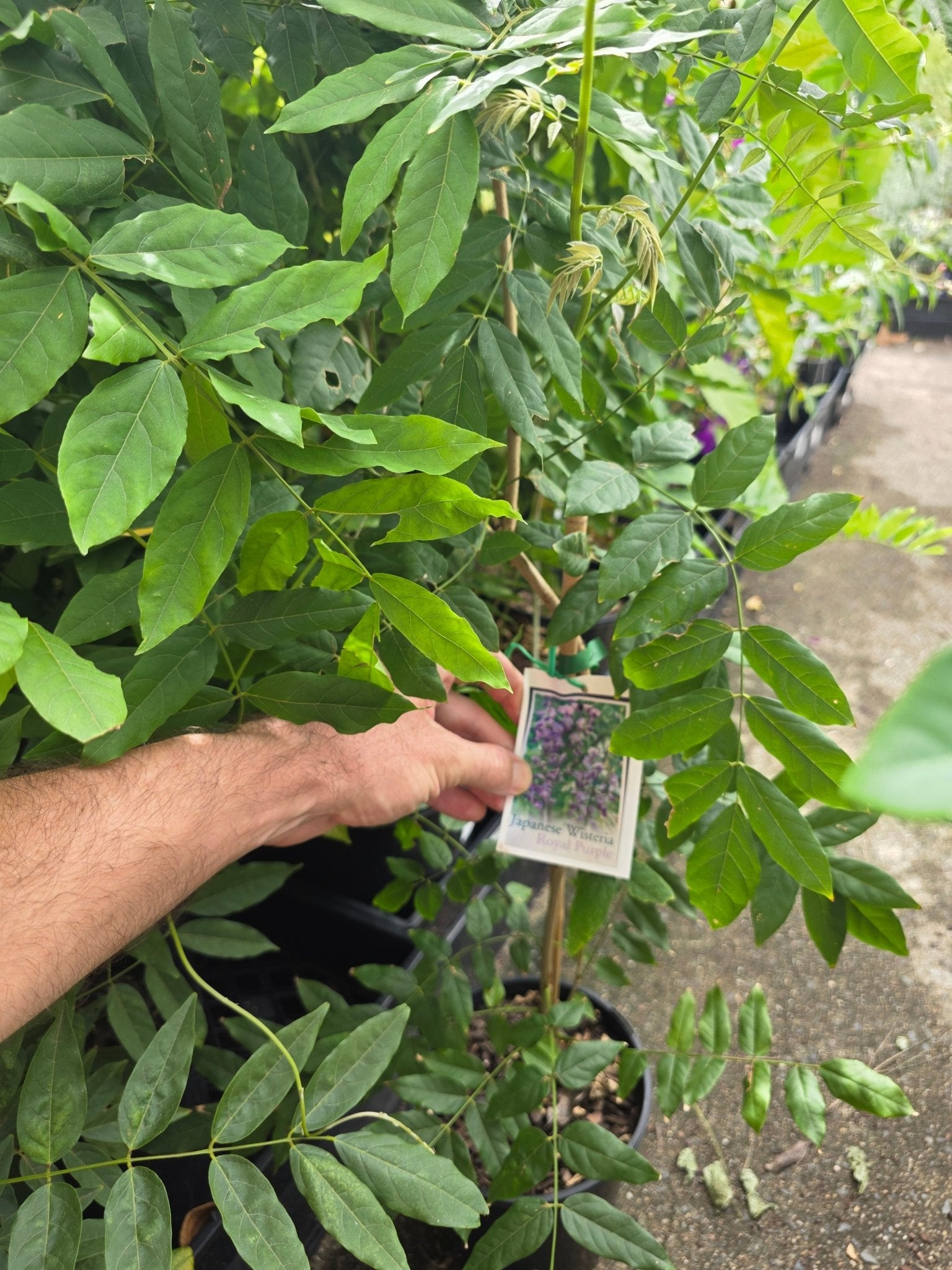 Japanese Wisteria Royal Purple (Wisteria floribunda) - Ladybird Nursery