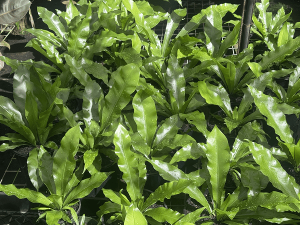 Birds Nest Fern - Ladybird Nursery