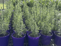 Lavender ‘French’ - Large
