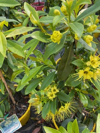 Golden Penda 'Fairhill Gold' (Xanthostemon chrysanthus) - Ladybird Nursery