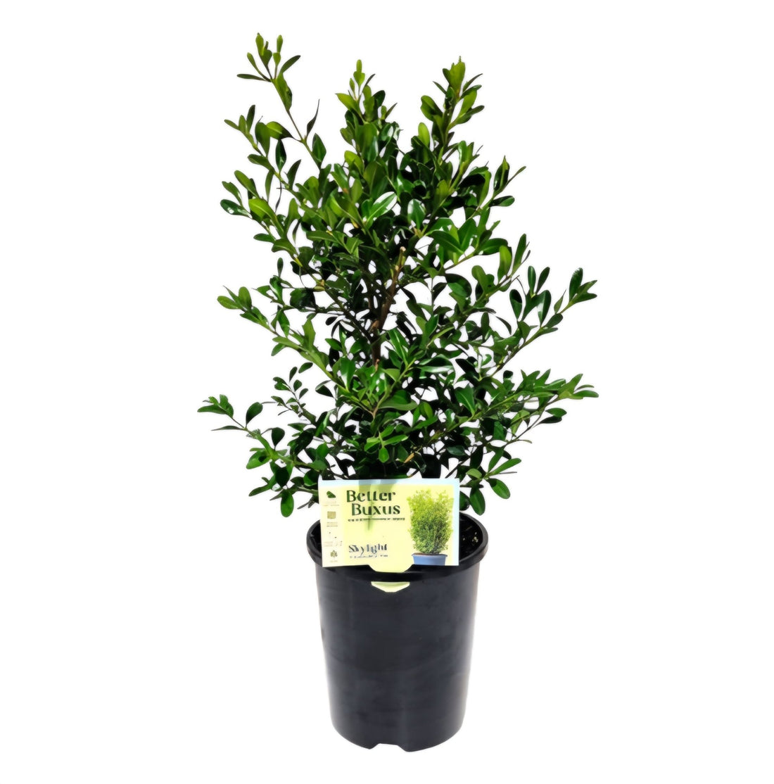 Buxus 'Better Buxus' SKYLIGHT - Ladybird Nursery