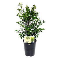 Buxus 'Better Buxus' SKYLIGHT - Ladybird Nursery