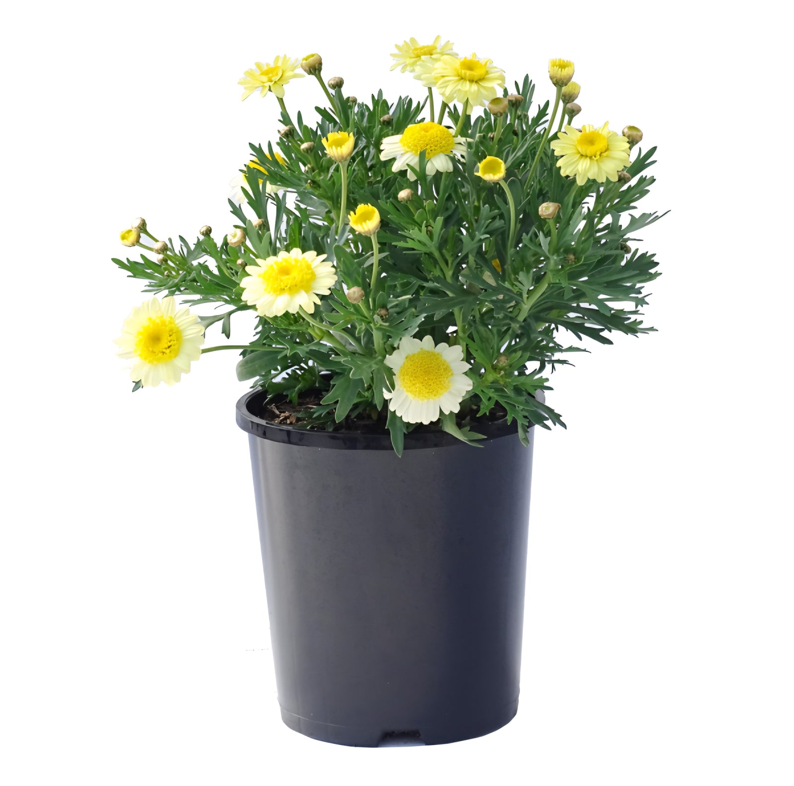 Daisy Double Yellow (Argyranthemum)