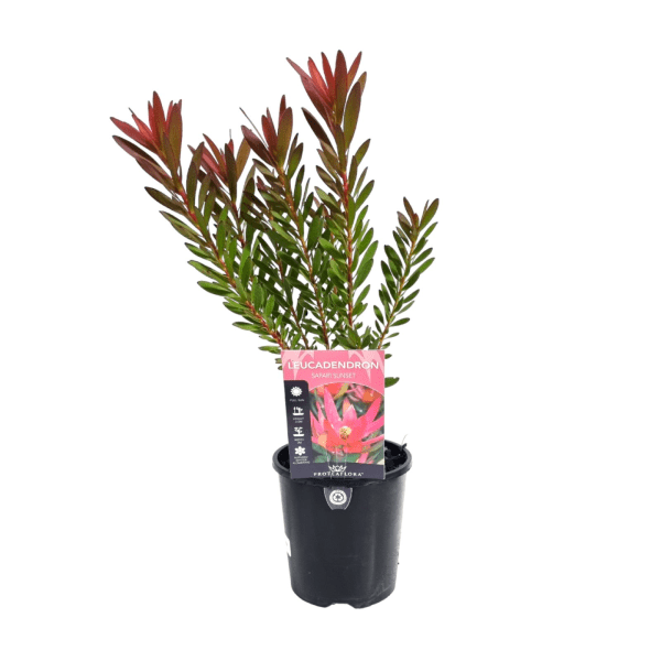 Leucadendron 'Safari Sunset' - Ladybird Nursery