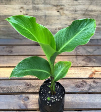Arrowroot (Canna edulis) - Ladybird Nursery