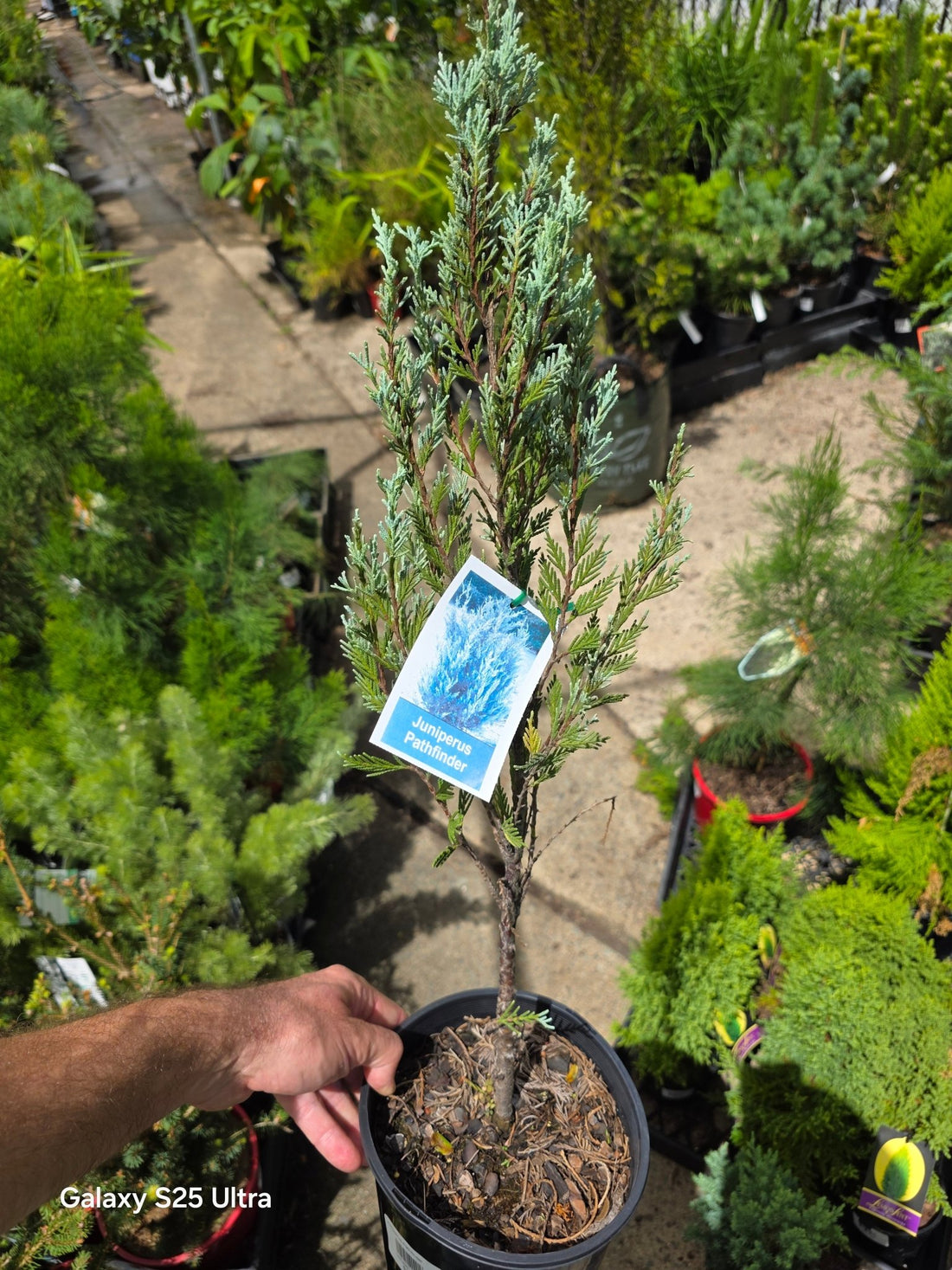 Juniperus Pathfinder (Juniperus virginiana) - Ladybird Nursery