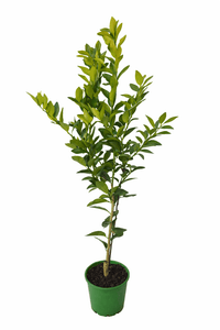 Australian Lime Grafted (QLD ONLY) - Ladybird Nursery
