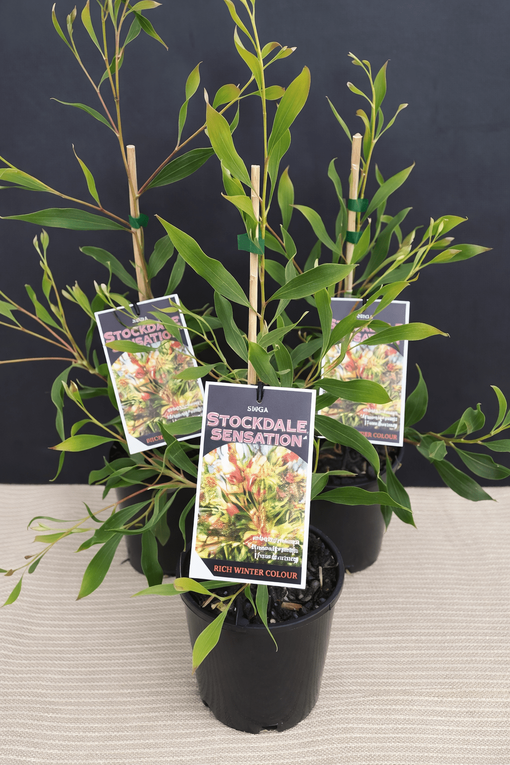 Hakea Stockdale Sensation (Hakea laurina) - Ladybird Nursery
