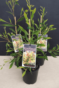 Hakea Stockdale Sensation (Hakea laurina) - Ladybird Nursery