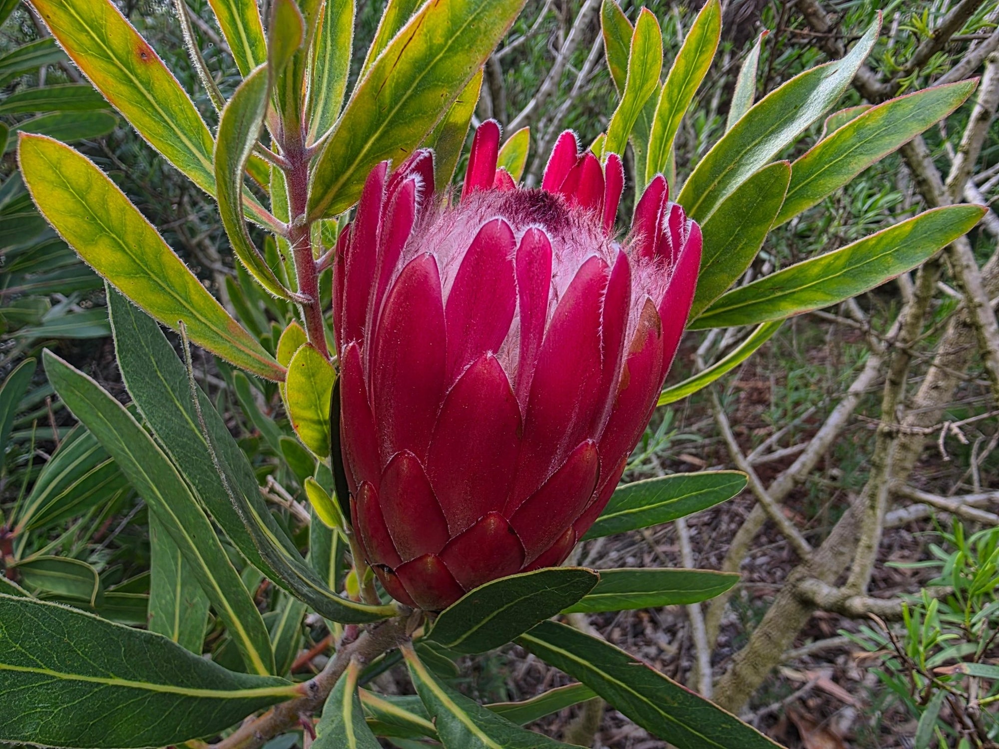 Protea 'Special Pink Ice' - Ladybird Nursery
