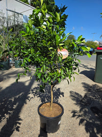 Ponkanomi Seedless Mandarin - 300mm Pot (QLD ONLY) (PICK UP ONLY) - Ladybird Nursery