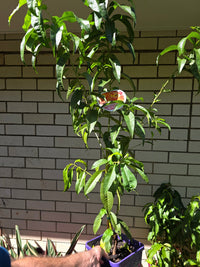 Dwarf Nectarine Sundowner - Ladybird Nursery